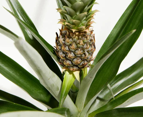 How Often to Water Pineapple Plant: The Ultimate Guide