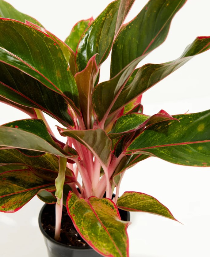 Aglaonema Propagation