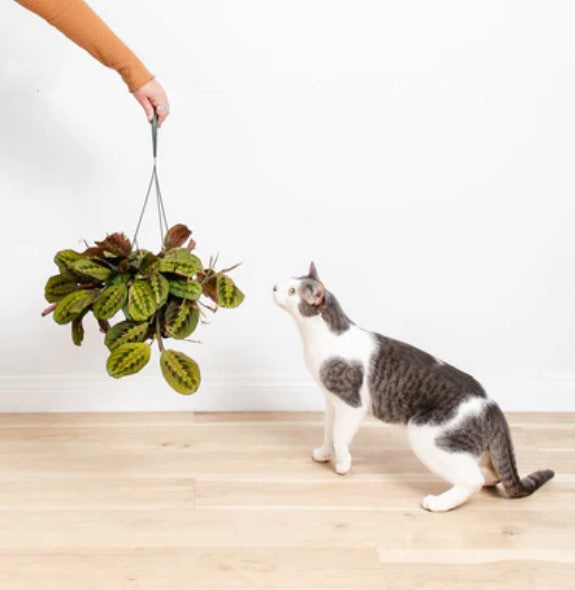 Are Calathea Plants Toxic to Cats and Dogs