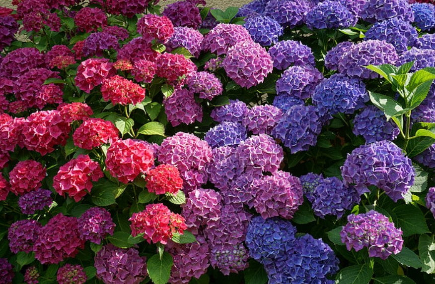 Purple Plants & Flowers