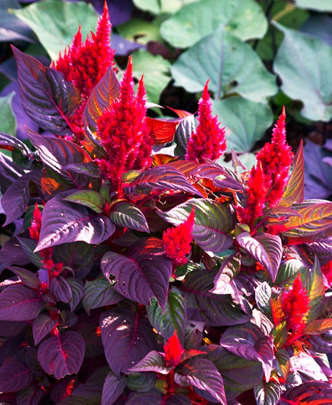 Best Red Plants