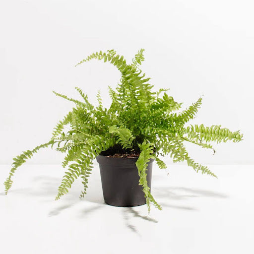 Boston Fern Care Guide: Expert Advice for Healthy Ferns