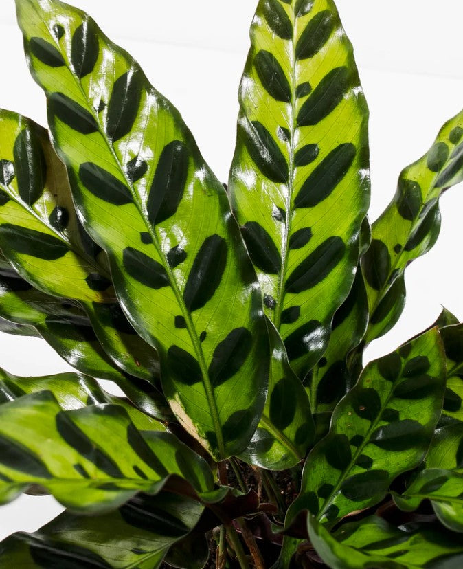 Calathea Care and Growing Guide