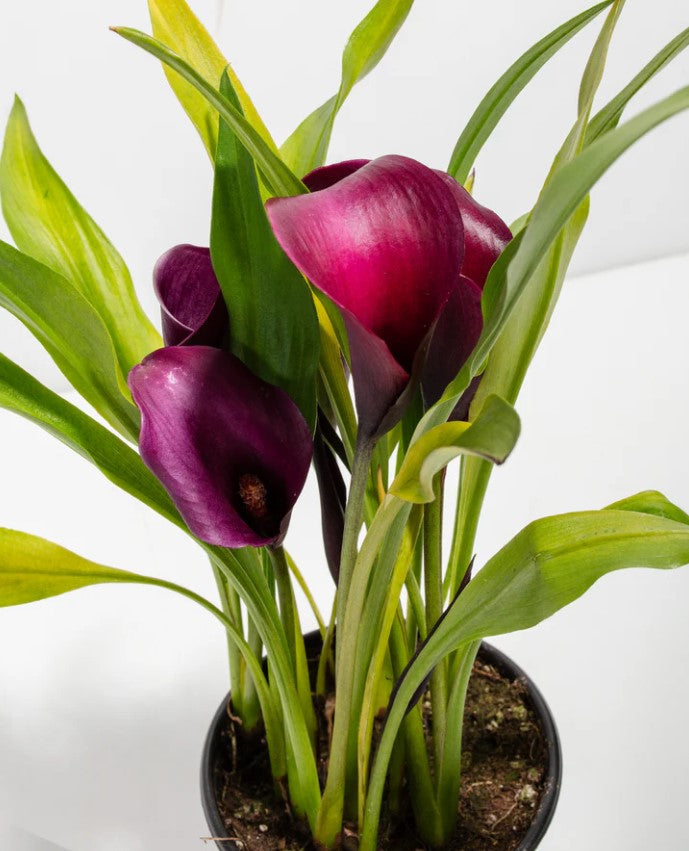 Calla Lily Meaning and Symbolism