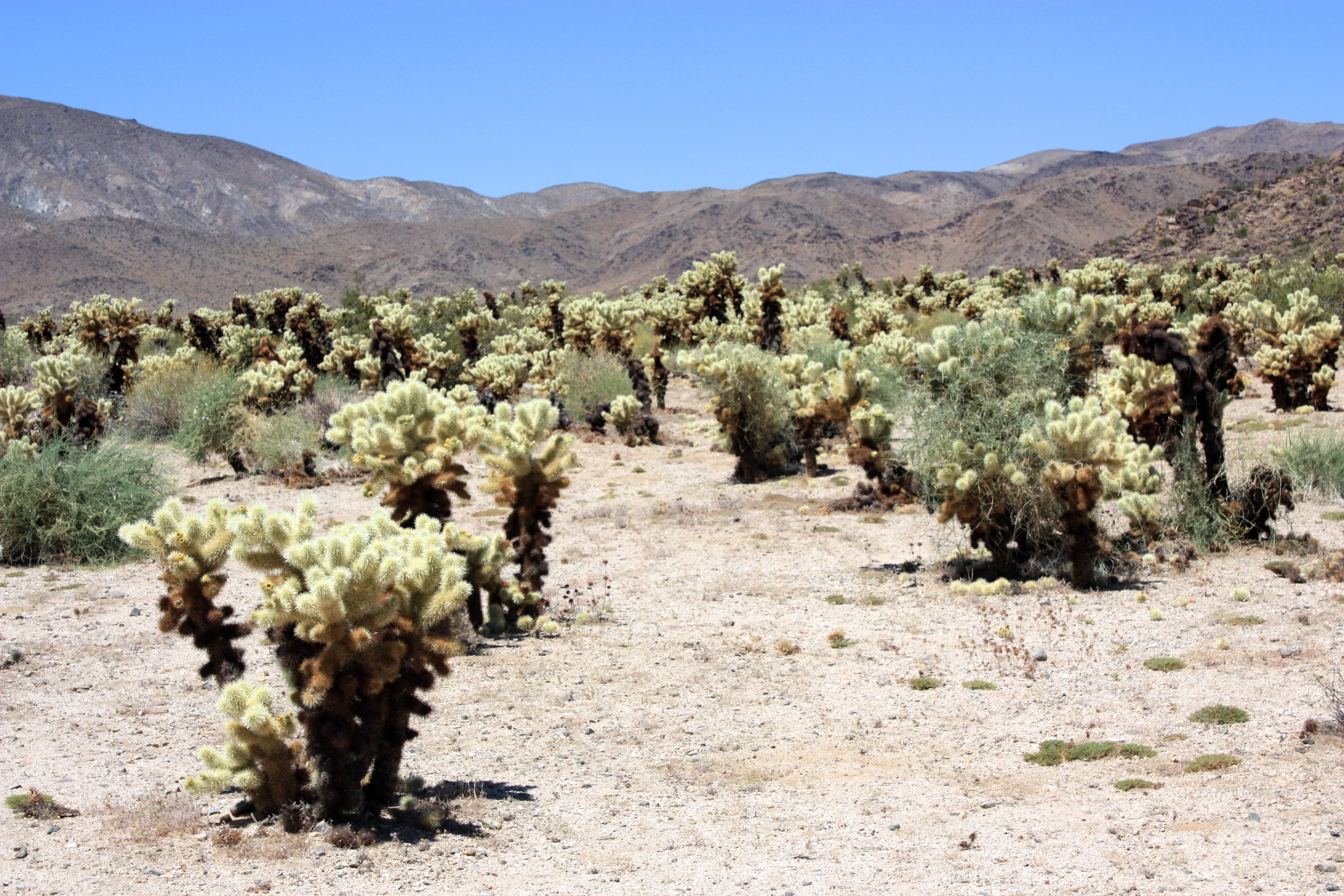 Surprise! 'Tree Rings' Not Limited to Trees—Rocks Have Them Too