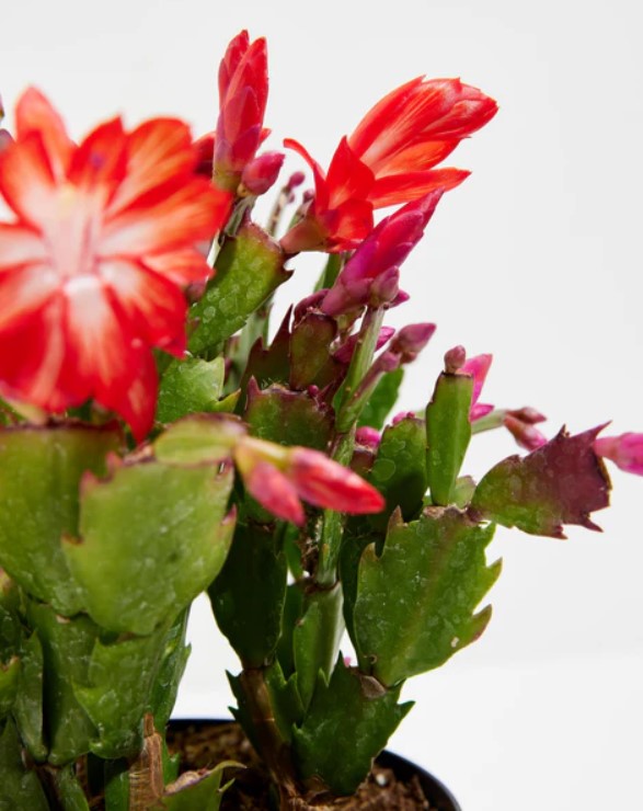 Christmas Cactus Light Requirements