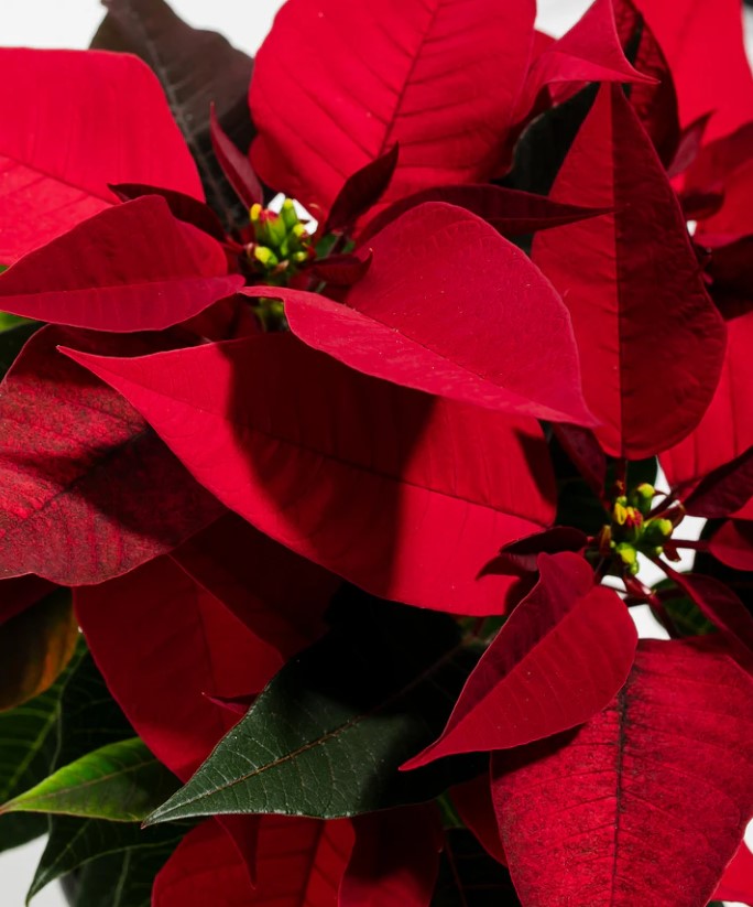 Poinsettia Meaning