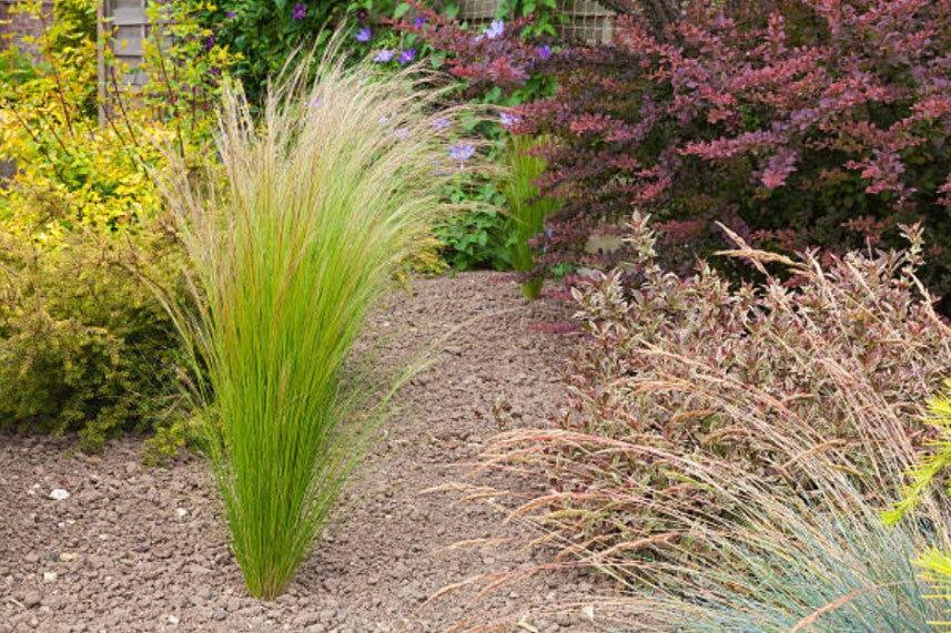 Drought Resistant Plants