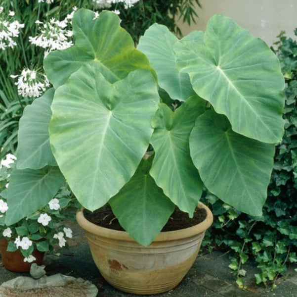 are elephant ears plants poisonous to dogs