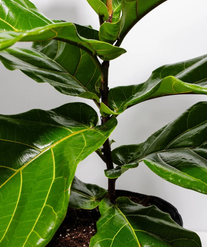 Fiddle Leaf Fig Light Requirements