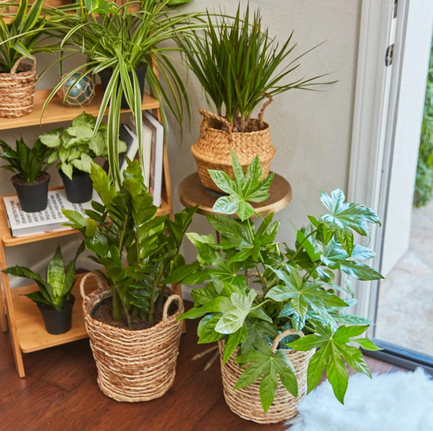 Front Door Plants