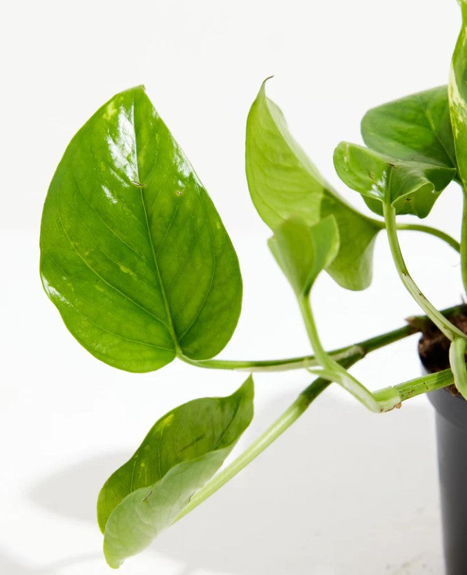 How Often to Water Pothos