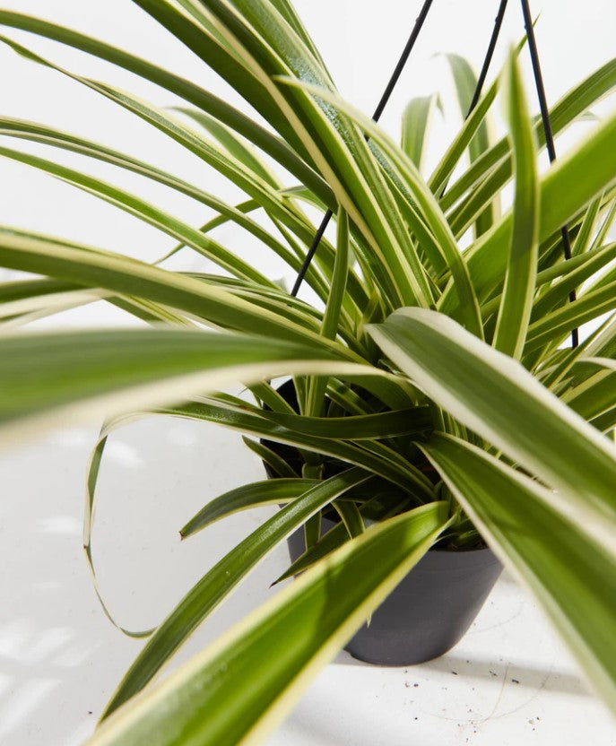 How Often to Water Spider Plant: The Ultimate Guide