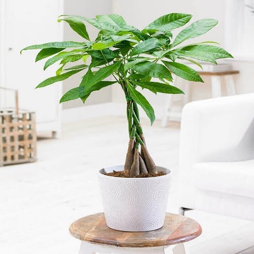 How Often to Water a Money Tree: A Detailed Guide