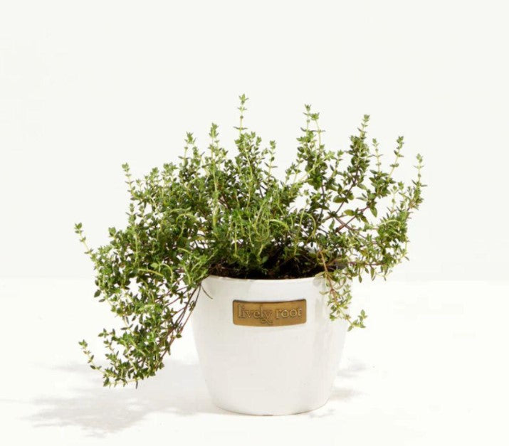 How to Grow and Care for a Thyme