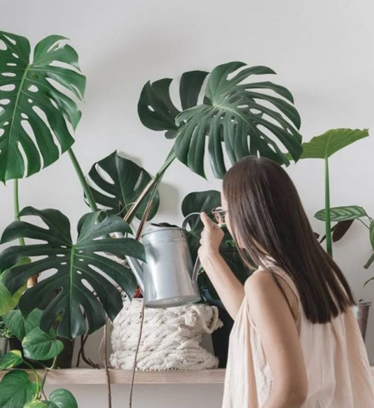 How to Often to Water Monstera