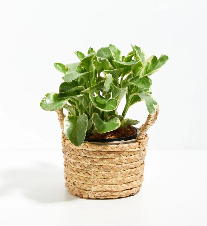 How to Propagate Peperomia