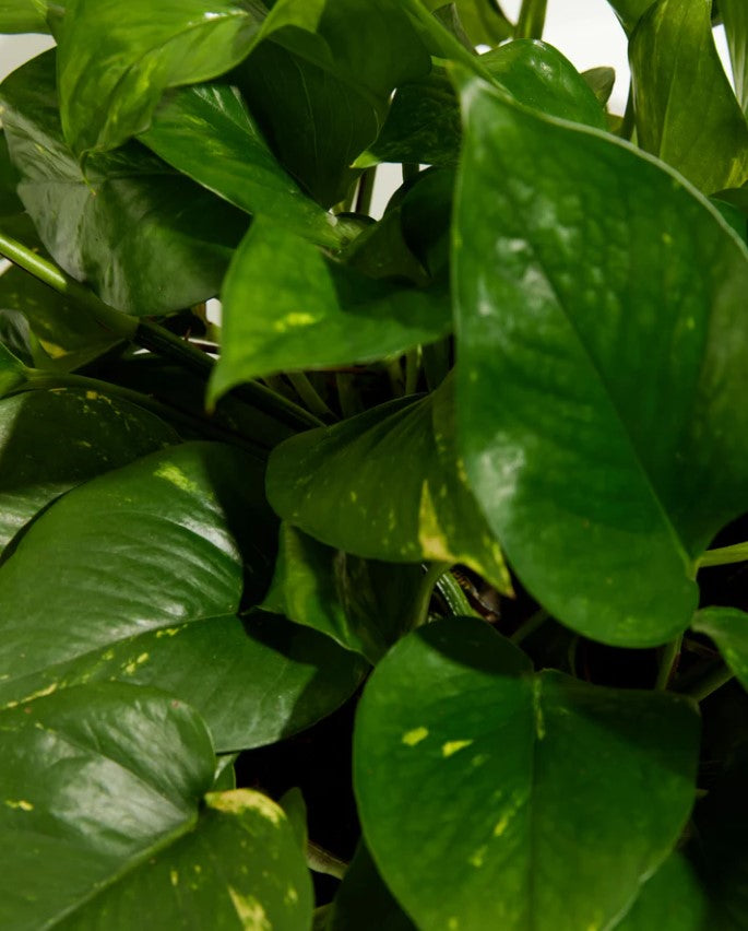 pothos propagation: a step-by-step guide to lush greenery