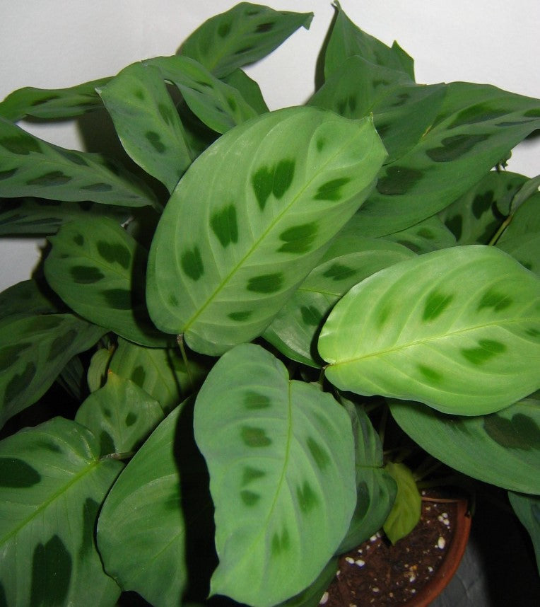 How to Propagate Prayer Plant