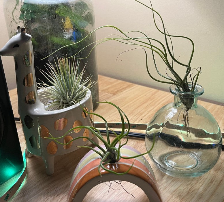 Learn How To Water Air Plants, Techniques For Optimal Health