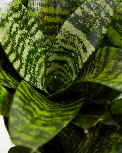 Snake Plant Watering: How Often, How Much &amp; Water Type