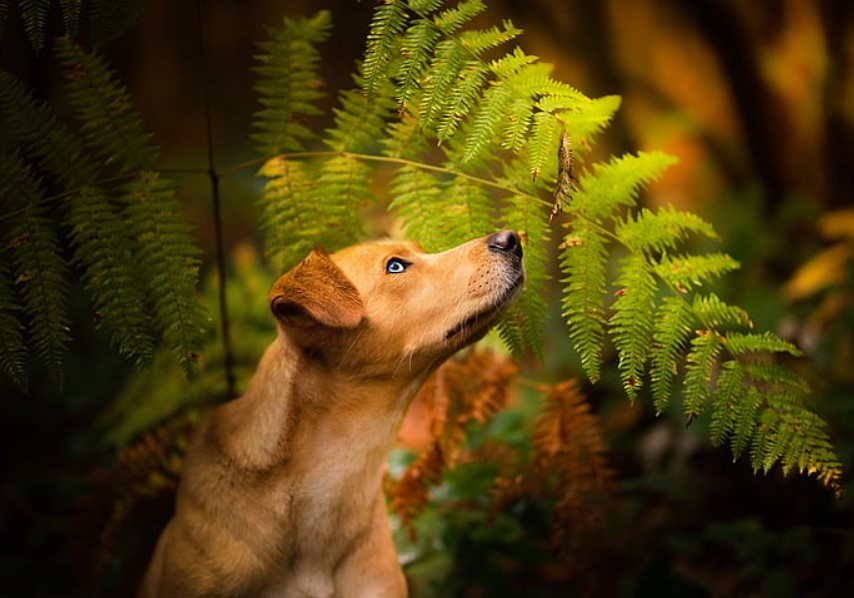 Are ferns store poisonous for dogs