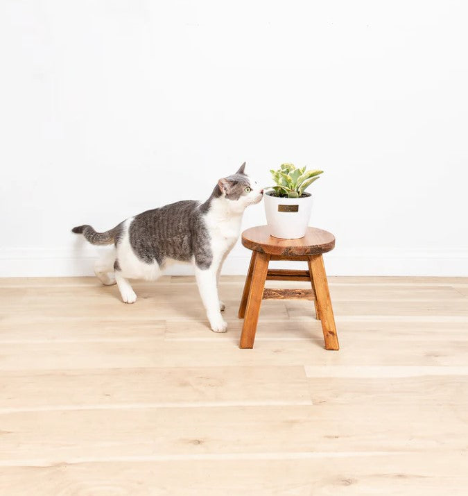 Is Peperomia Toxic to Cats and Dogs