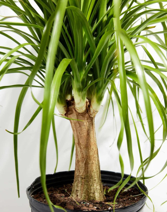 Is Ponytail Palm Toxic to Cats and Dogs