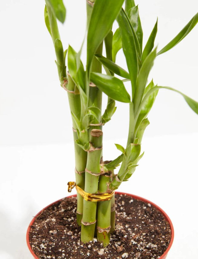 Is Your Lucky Bamboo Turning Yellow