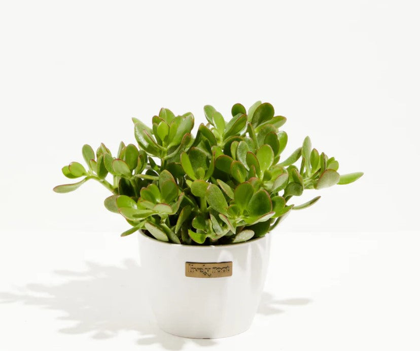 Jade Plant Light Requirement