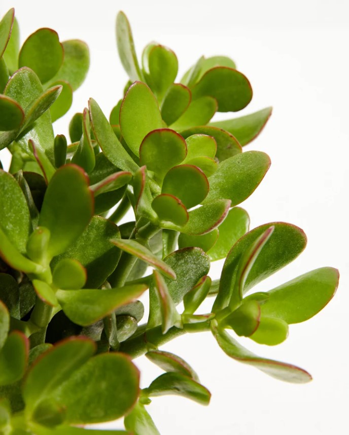 Jade Plant Meaning