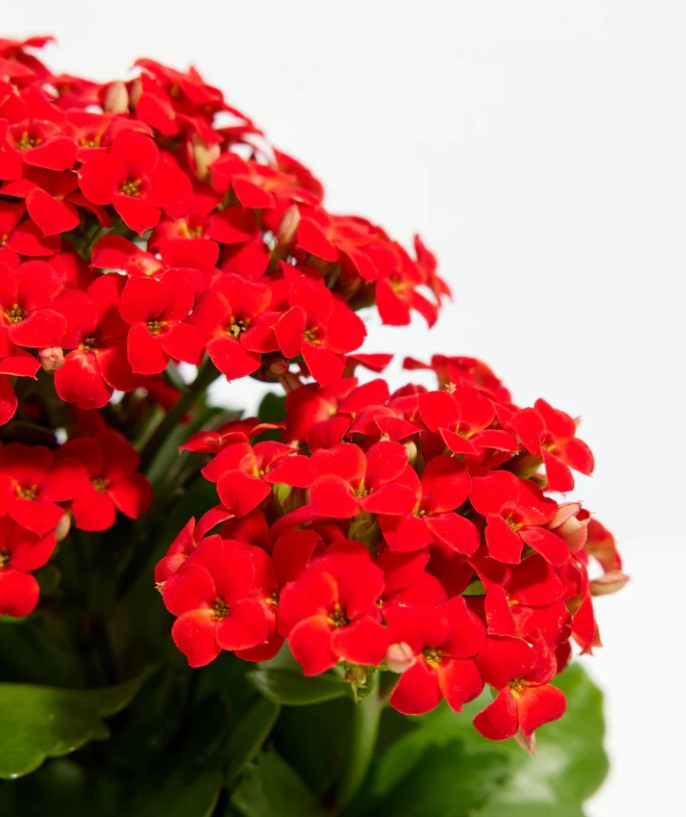 Kalanchoe Propagation