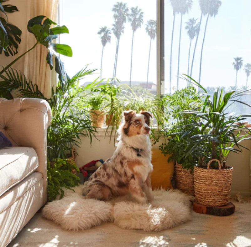 Living Room Plants