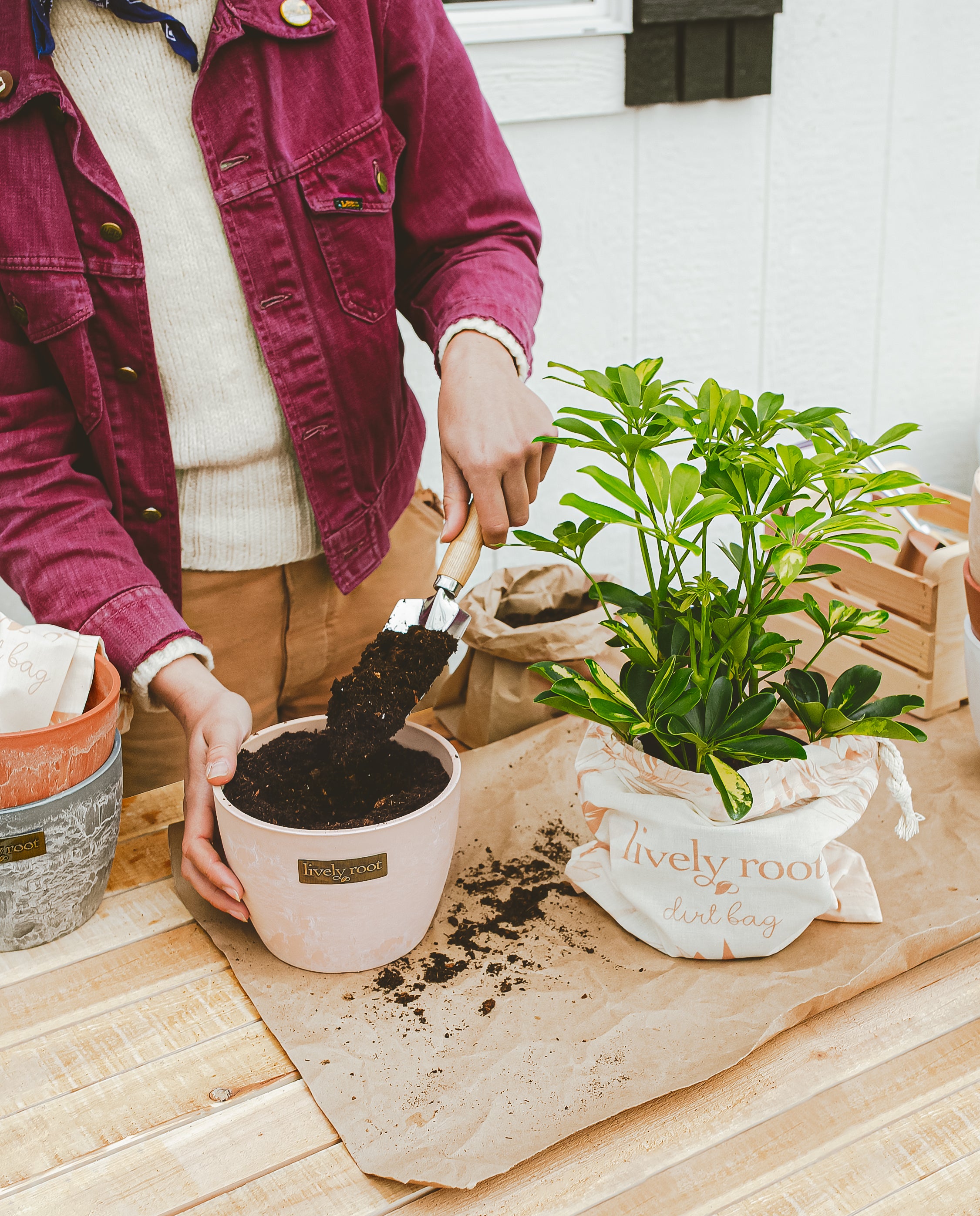 https://www.livelyroot.com/cdn/shop/articles/Ls_6in_Earth-Day-Sustainable_Arbor-Day-Give-Back_Schefflera-Gold-Capella-Umbrella-Tree_Lifestyle_01.jpg?v=1681738108