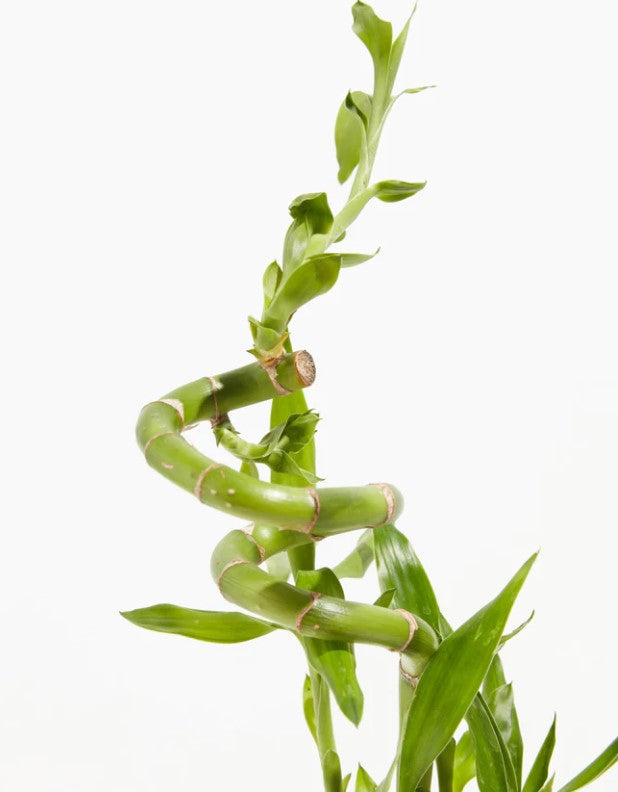 Lucky Bamboo Care