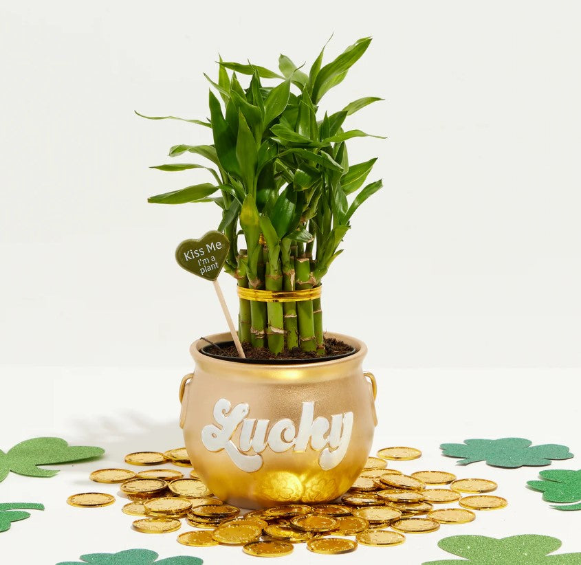 Lucky Bamboo Meaning