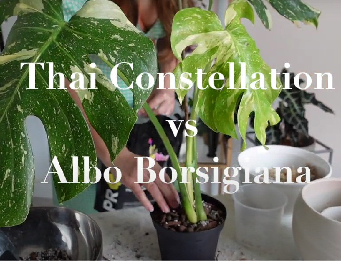 Monstera Albo vs. Thai Constellation