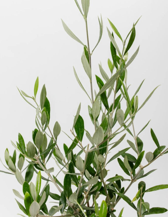 Olive Tree Meaning