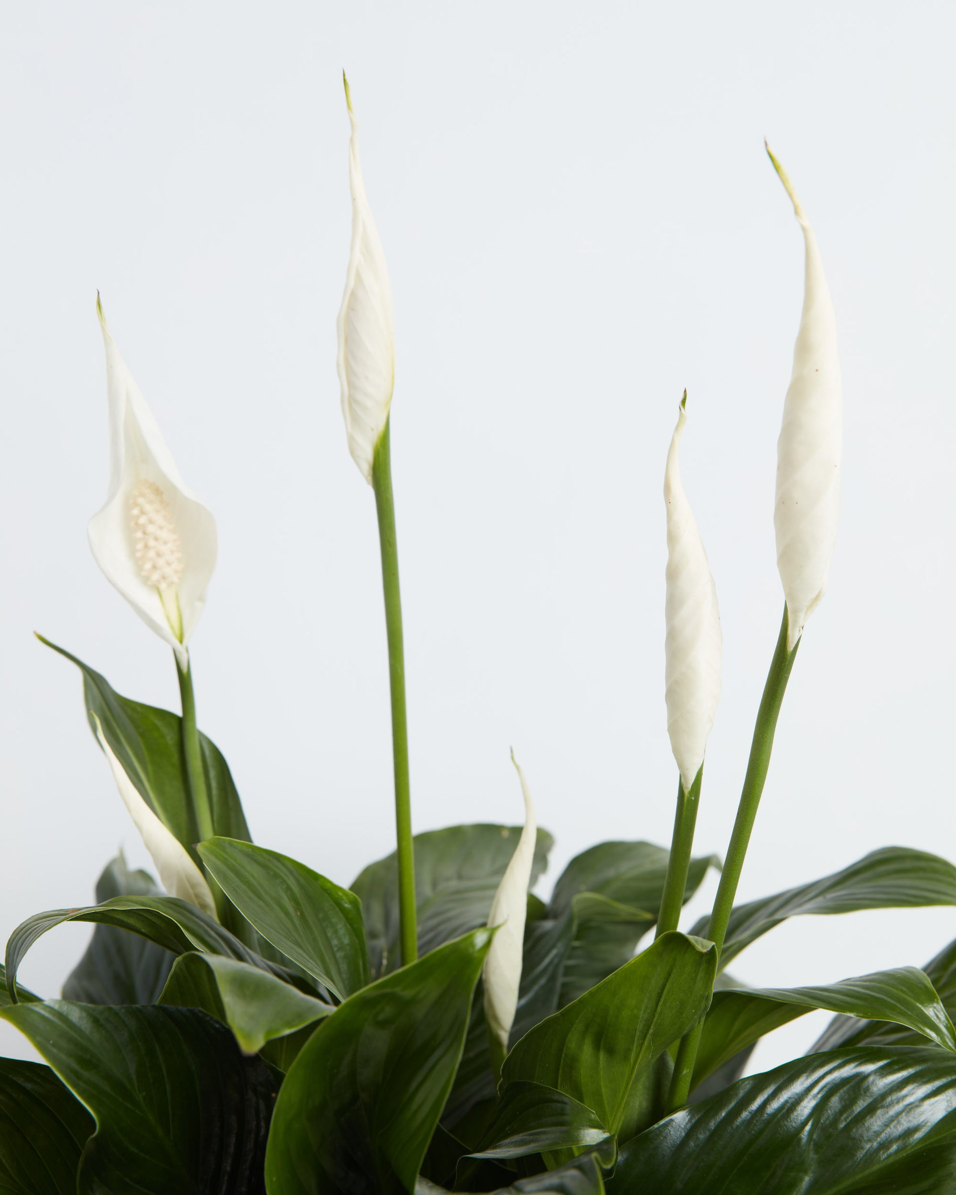 How to Care for your Peace Lily Plant | Lively Root