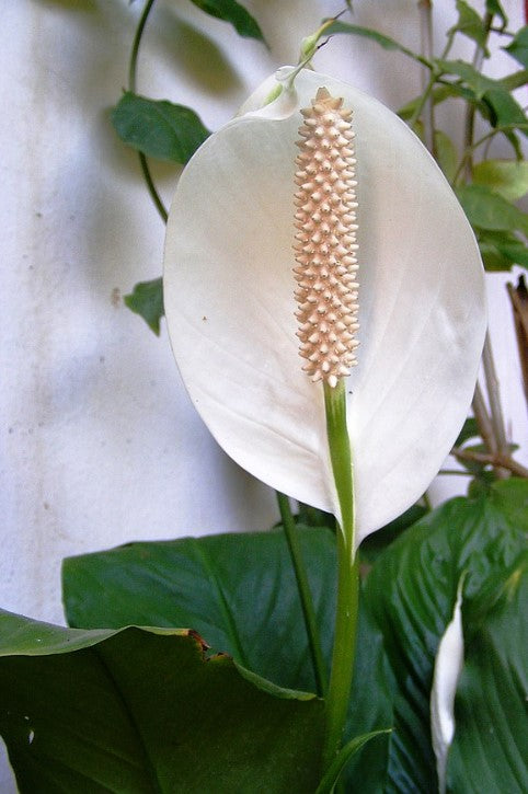 Peace Lily Meaning, Symbolism & Spiritual Insights