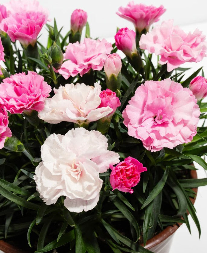 Pink Carnation Meaning and Symbolism