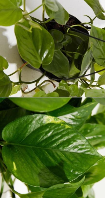 Pothos vs. Philodendron Differences and Similarities