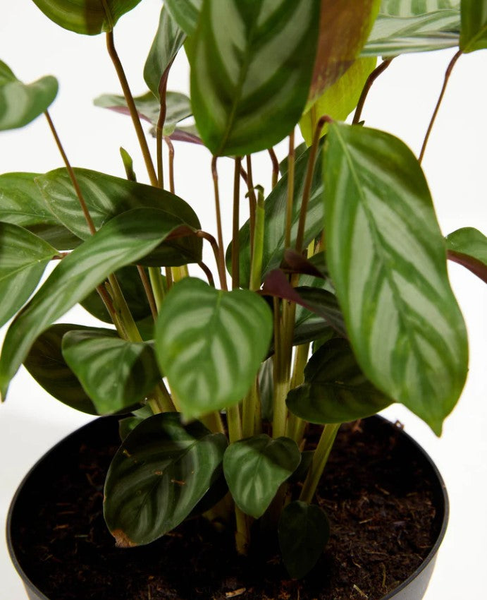 Prayer Plant Leaves Curling and Turning Yellow or Brown