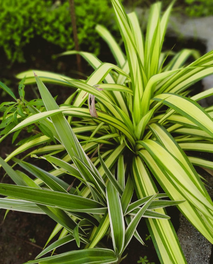 Repotting Spider Plant