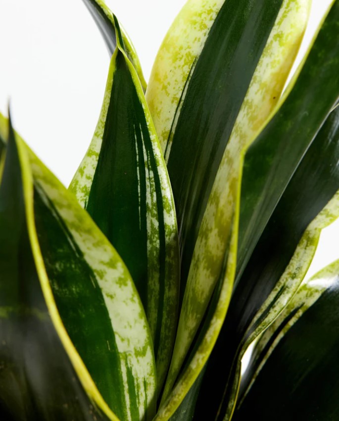 Repotting a Snake Plant