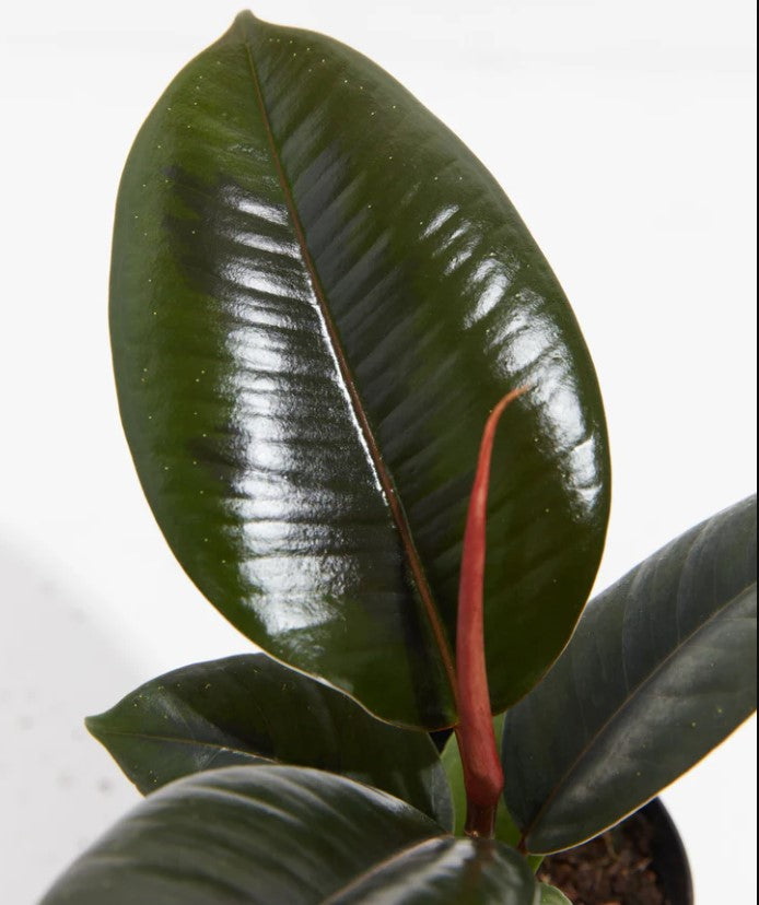 Rubber Plant Light Requirements