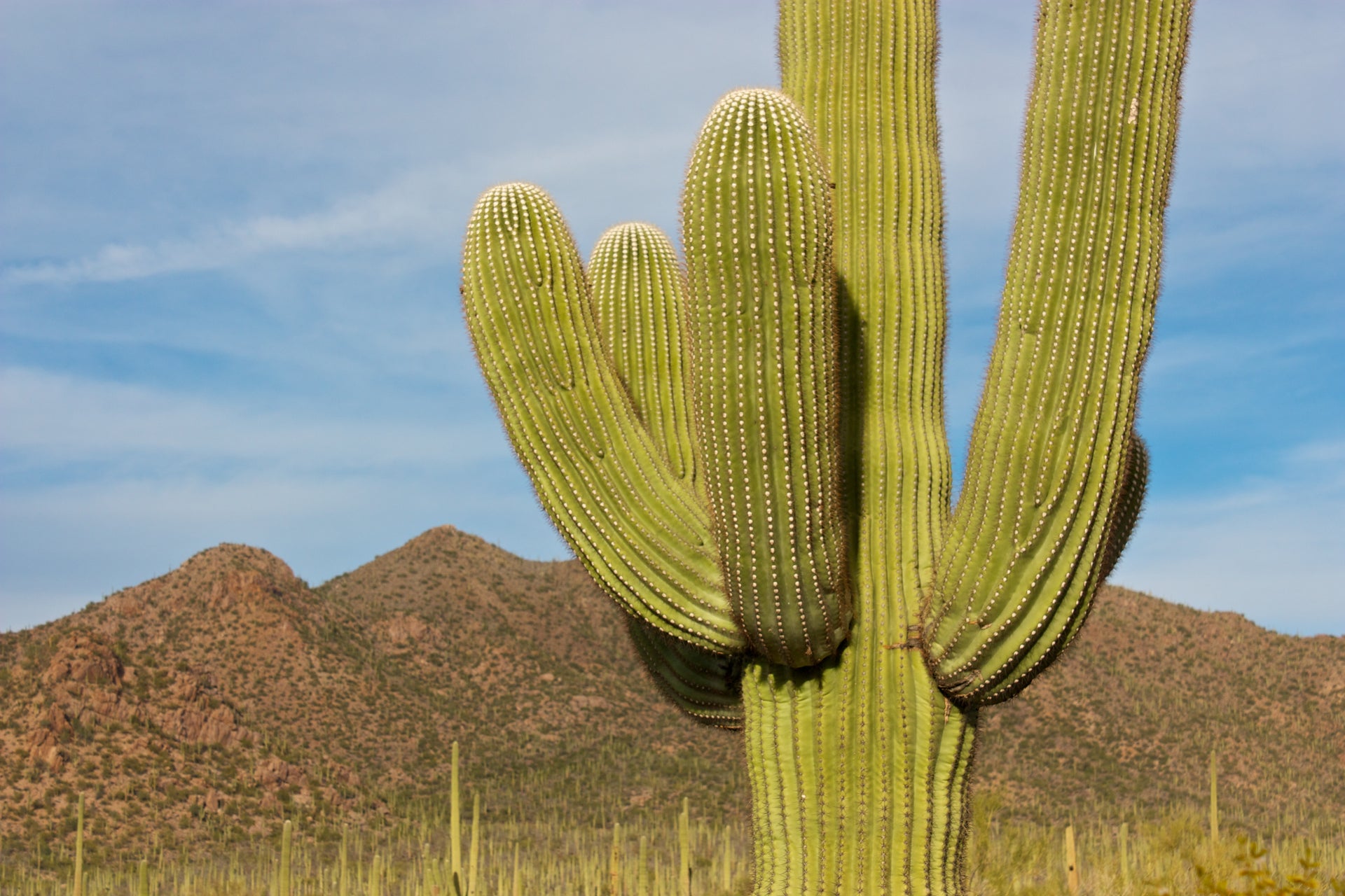 Plants of our National Parks: Part 4 - Saguaro National Park