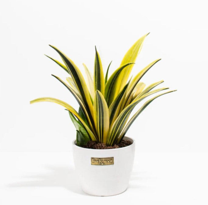 Snake Plant Meaning and Symbolism