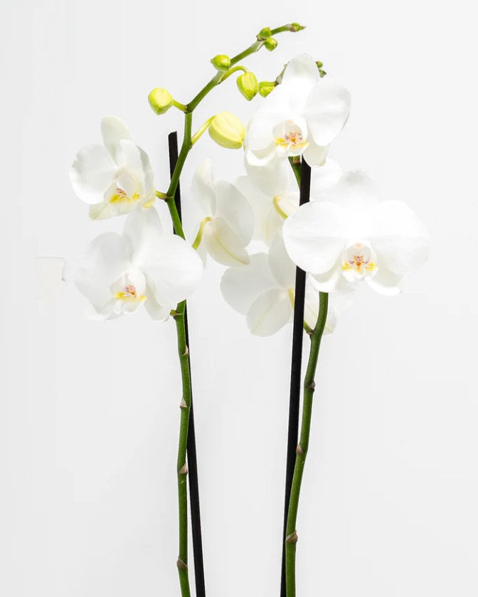 White Orchid: Meaning, Symbolism & Spiritual Significance