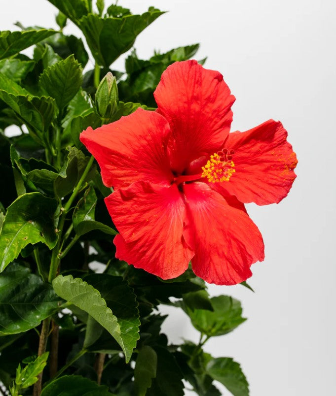 Why Are My Hibiscus Leaves Turning Yellow